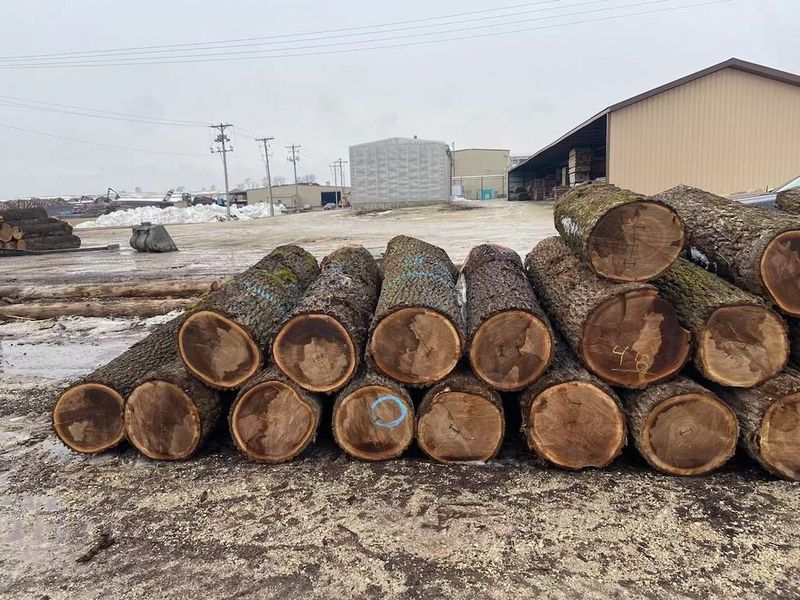 Cina Dongguan Yinghui Wood Industry Co., Ltd. Profil Perusahaan